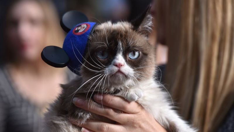 Grumpy Cat im März 2015