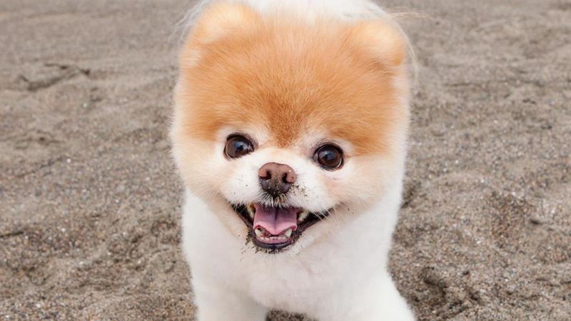 Pomeranian Boo: Der süßeste Hund der Welt ist verstorben!
