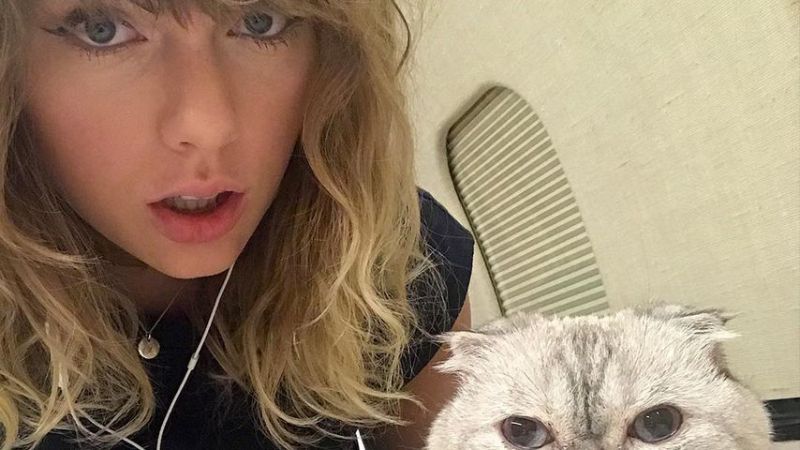 Taylor Swift und ihre Katze im November 2017